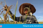 Thái Lan tụt hạng, xếp dưới Việt Nam về xuất khẩu gạo