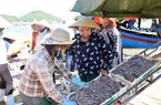 Giá cá trỏng ở Nghệ An chạm mức kỷ lục