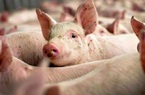 Giá heo hơi hôm nay 19/7: Doanh nghiệp nào không phối hợp giảm giá lợn hơi?