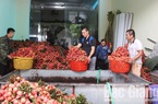 Bắc Giang: Tăng trưởng kinh tế ước đạt 6,4% trong 6 tháng đầu năm 2020
