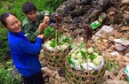 Dịch Covid-19: Lạng Sơn lỡ hẹn Khai mạc hội Na Chi Lăng lần thứ 4
