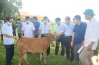 Thanh Hóa: 42 con bò đẹp như tranh được Hội Nông dân tỉnh trao cho hộ nghèo, cận nghèo