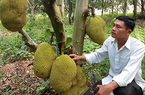 Bình Thuận: Trồng rừng mít không hạt, cây nào cũng đầy trái, thời dịch Covid-19 sao bán vẫn đắt hàng?