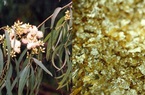 Loài cây hút vàng trong lòng đất, lá trổ ra vàng được trồng ở Việt Nam