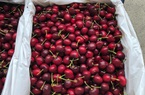 Giá cherry giảm hơn 40%