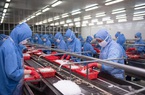 Dịch Covid-19 trở lại: Ngành thủy sản “chới với”!