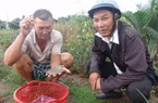 Long An: Kiên quyết không cấp điện cho nông dân "xé rào" nuôi tôm trên đất lúa 