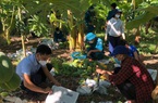 Quảng Nam: Hàng chục người hái đu đủ chín bán giúp gia đình có 2 bệnh nhân Covid-19