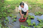 Ông nông dân đưa ốc bươu đen Quỳnh Lưu về nuôi 'thu lãi lớn' trên đất Anh Sơn