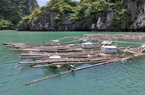 Ngán ngẩm: Ngao, hàu ở Vân Đồn mất giá, nông dân đi câu cá để kiếm ăn qua ngày