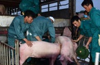 Giá lợn hơi vừa hạ, người nuôi ngay lập tức bị lỗ nặng