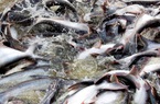 Giá cá tra nguyên liệu giảm sâu, người nuôi lỗ nặng