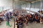 Gà nhập khẩu đang “phá giá” gà trong nước thế nào?