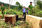 Gia Lai: Phục hồi điều tra vụ mất rừng gây thiệt hại ngân sách 12 tỷ đồng