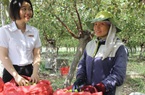 Khánh Hòa: Được Agribank tiếp sức, nhiều nông dân trồng táo vươn lên thoát nghèo