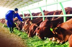 Bầu Đức góp nghìn tỷ vào công ty chăn nuôi bò