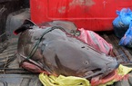 Choáng: "Thuỷ quái" nặng 60kg, dài gần 2m chuyển từ Lào về Nghệ An, nằm gần hết cả xe tải