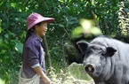 Clip bà con vùng cao Hà Giang gần chục năm nuôi lợn nanh dài