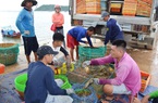 Phú Yên: Khổ, giá tôm hùm cứ tụt thê thảm, tôm hùm quá lứa to lắm rồi, bán thì lỗ, nuôi thì lo ngay ngáy