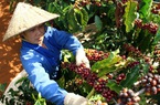 Lô cà phê đầu tiên xuất sang EU hưởng thuế suất 0%: Cơ hội rộng mở