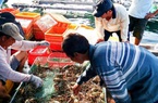 Tin vui: Giá tôm hùm tăng mạnh trở lại