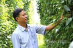 Trai Bình Phước 18 năm "ăn ngủ" cùng cây tiêu, ước mơ chế biến hồ tiêu hữu cơ cho người Việt