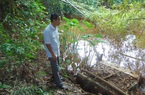 Thái Nguyên: Nước ao đổi màu, cá chết hàng loạt, nghi do nhiễm độc nguồn nước