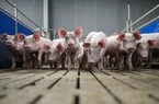 Trung Quốc xả 20.000 tấn thịt đông lạnh từ kho dự trữ quốc gia