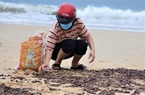 Vì sao ốc dạt vào bờ biển Quảng Bình dày đặc?
