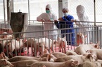 98% số xã công bố hết bệnh dịch tả lợn châu Phi, đã có thể tăng tốc tái đàn