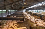 Giá heo hơi hôm nay 3/9: Sắp về ngưỡng 70.000 đồng/kg, người tiêu dùng sắp được ăn thịt lợn rẻ?