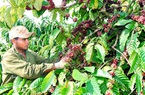 Tiền vốn vay trao tay, nông dân ở đây làm ngay được các mô hình làm giàu mới