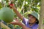 Trồng bưởi da xanh tiêu chuẩn Vietgap, nông dân Đắk Lắk thu tiền tỷ mỗi năm