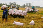 Giá gạo Việt Nam xuất khẩu cao nhất gần 9 năm