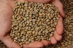 Cà phê Việt Nam nhập vào Trung Quốc: Lượng nhiều nhất, giá thấp nhất