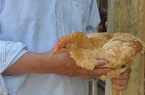 Lào Cai: Cấp phát 1.000 con gà cho hộ dân nghèo