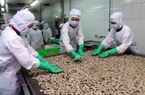 Xuất khẩu tôm sang EU kỳ vọng tăng trưởng nhờ hiệp định EVFTA