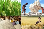 Giá nông sản hôm nay (1/1): Ngày đầu năm 2021 lúa gạo tiếp tục neo ở mức cao, lợn hơi tăng mạnh
