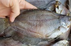 Cà Mau: Hơn 1,6 tấn cá sặc bổi bất ngờ chết nghi do sét đánh