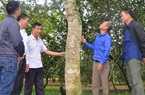 Tuyên Quang: Bất ngờ thành tỷ phú, giàu nhất vùng nhờ khổ công trồng 5.000 cây sưa 20 năm trước