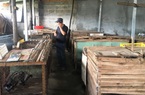 Giá chồn hương cao nhất 1,8 triệu đồng/kg, nhiều người dân Khánh Hòa muốn đầu tư nuôi bán