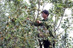 Lợi dụng đất đồi dốc để trồng cây ăn quả, huyện nghèo ở Sơn La vượt khó thành công