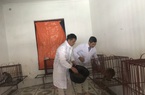 Quảng Ninh: Ra đảo xem nuôi loài khỉ đang được tiêm thử nghiệm vaccine COVID-19 của Việt Nam