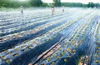 Phát triển nông nghiệp công nghệ cao: Hướng đi đầy triển vọng tại Quảng Bình