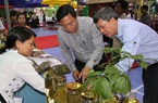 Quảng Nam: Chi 3 tỷ đồng trồng thử nghiệm sâm Ngọc Linh nuôi cấy mô