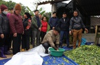 Chống đói rét cho đàn gia súc: Tăng hướng dẫn, siết hỗ  trợ thiệt hại