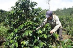 Kon Tum: Cây làm giàu ở Đông Trường Sơn là cây gì mà giúp nhiều nông dân từ nghèo vươn lên thành khá giả?