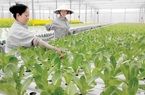 6 điều quan trọng về hạn mức sử dụng đất nông nghiệp