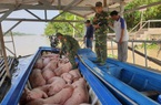 Bộ NN&PTNT điều tra tình trạng xuất lậu lợn qua biên giới