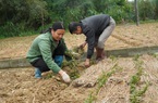 60 ha cây thạch đen được trao mã số vùng trồng, cơ hội làm giàu cho người dân Lạng Sơn
